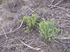 Leucadendron lanigerum, photograph (c) De Waal Hugo, some rights reserved (CC BY)