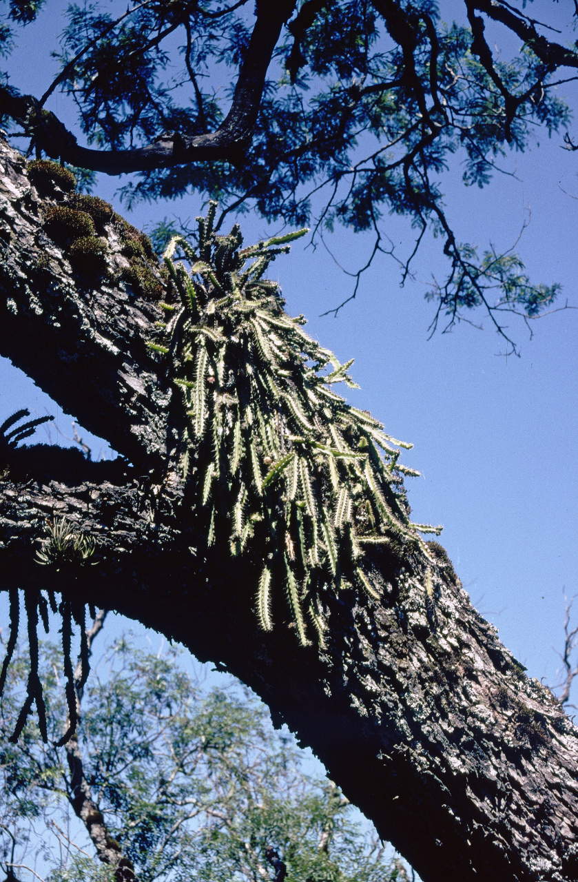 Pfeiffera ianthothele