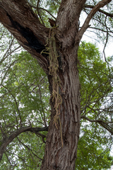 Pfeiffera ianthothele