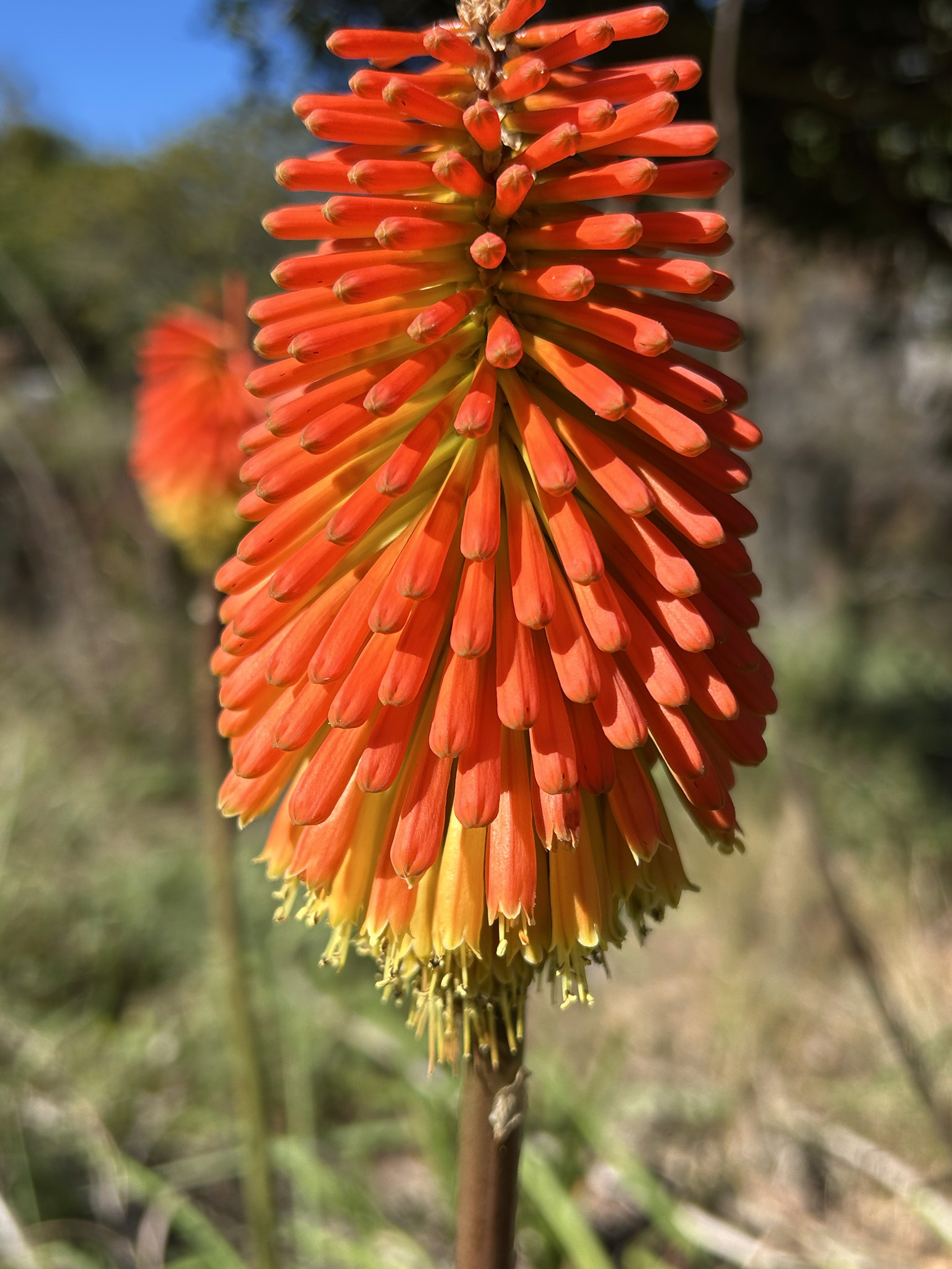 Red hot poker