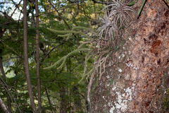 Pfeiffera ianthothele