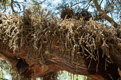 Pfeiffera ianthothele