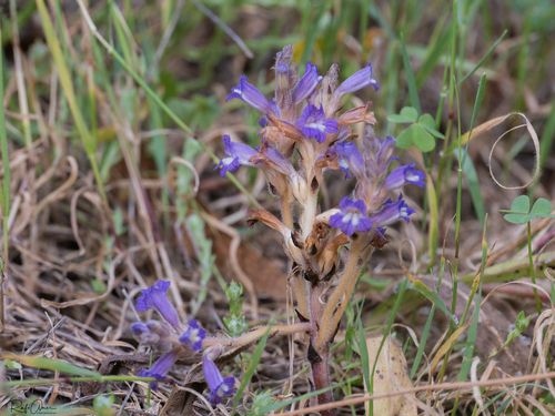 Lasianthera observed 2026-03-25