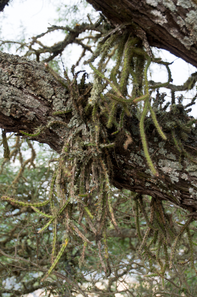 Rhipsalideae