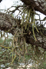 Pfeiffera ianthothele