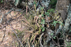 Pfeiffera ianthothele