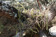 Pfeiffera ianthothele