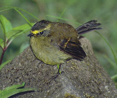 Silvicultrix diadema