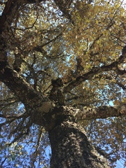 Quercus sideroxyla
