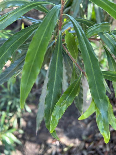 Foto de Faurea macnaughtonii