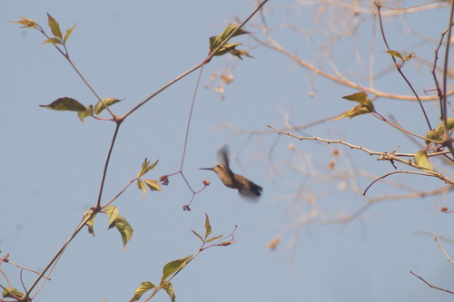 Turquoise-crowned Hummingbird (Cynanthus doubledayi), photo 8