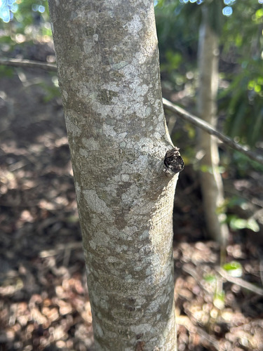 Foto de Faurea macnaughtonii