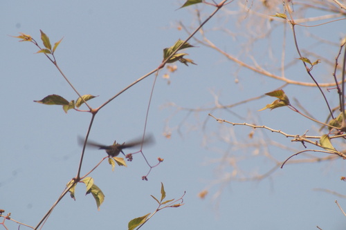 Turquoise-crowned Hummingbird (Cynanthus doubledayi), photo 9