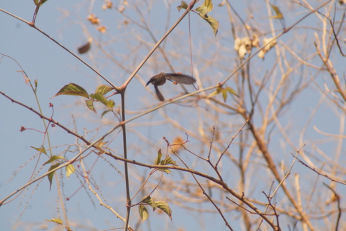 Turquoise-crowned Hummingbird (Cynanthus doubledayi), photo 10