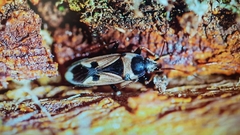 Raglius confusus