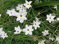 Ipheion uniflorum