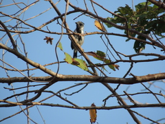 Sakesphorus canadensis