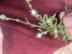 Plagiobothrys collinus