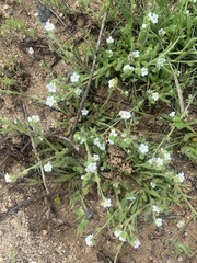 Plagiobothrys collinus