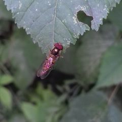 Episyrphus balteatus