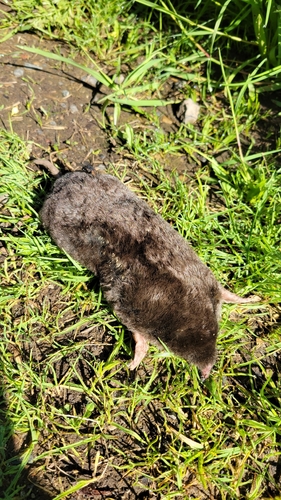 Townsend's Mole observed by kylelandstra