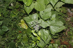 Peteravenia malvifolia