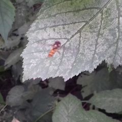 Episyrphus balteatus