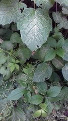 Episyrphus balteatus