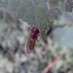 Episyrphus balteatus