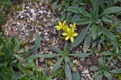 Gagea bohemica
