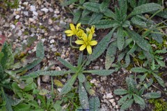 Gagea bohemica