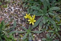 Gagea bohemica
