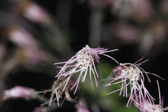 Peteravenia malvifolia