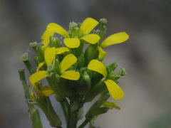 Erysimum marschallianum