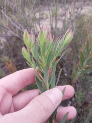 Leucadendron lanigerum, photograph (c) De Waal Hugo, some rights reserved (CC BY)