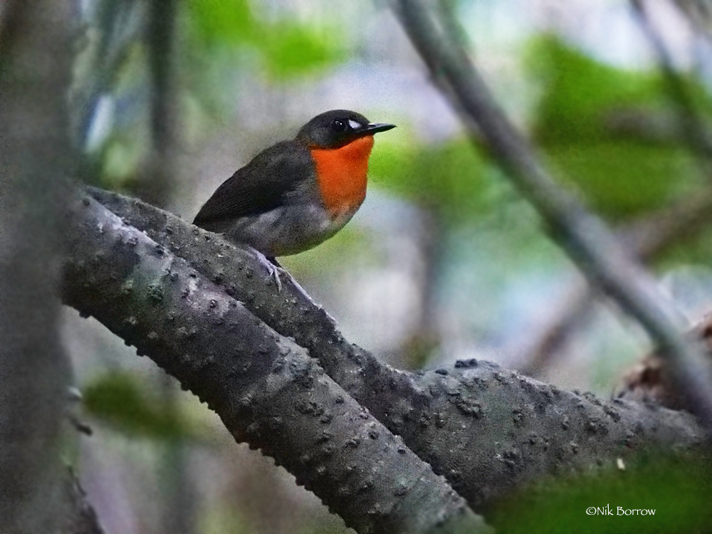Western Forest Robin