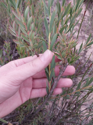 Leucadendron lanigerum, photograph 4