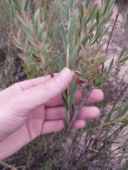 Leucadendron lanigerum, photograph (c) De Waal Hugo, some rights reserved (CC BY)