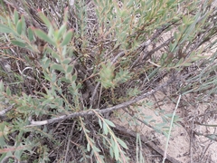 Leucadendron lanigerum, photograph (c) De Waal Hugo, some rights reserved (CC BY)