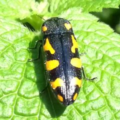 Ptosima undecimmaculata