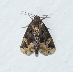 Homophoberia apicosa