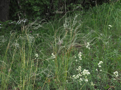 Stipa tirsa