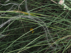 Stipa tirsa