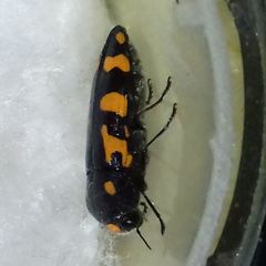 Ptosima undecimmaculata