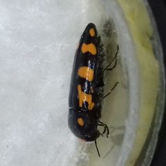 Ptosima undecimmaculata