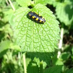 Ptosima undecimmaculata