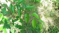 Ptosima undecimmaculata