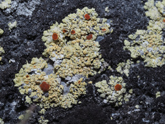 Gyalolechia fulgens