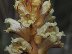 Orobanche artemisiae-campestris