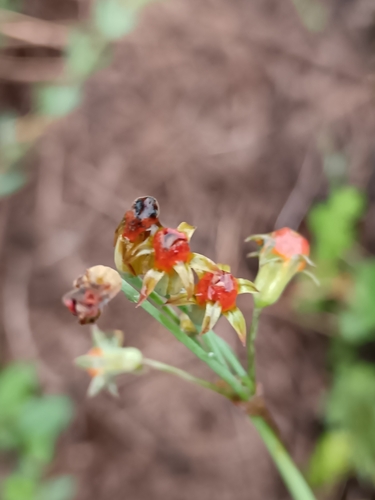Tulbaghia acutiloba, photograph 4